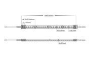 Havit Lighting 14.4w IP67 24v DC HaviFlex Side Bend Flexible Neon LED Strip 3000k