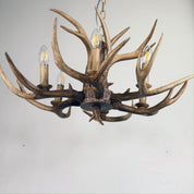 HYORT 6 Light KD Version - Deer Antler Designer Pendant