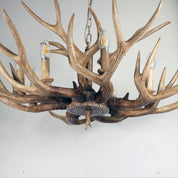 HYORT 8 Light KD Version - Deer Antler Designer Pendant